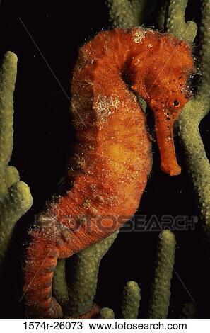Stock Image - Close-up of a sea horse. Fotosearch