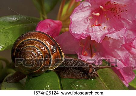 Close-up of a snail on leaves View Large Photo Image Picture - Close-up of a snail on leaves. Fotosearch
