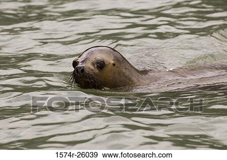 Close-up of a South American Sea Lion swimming in water (Otaria byronia) View Large Photo Image Stock Photo - Close-up of a South American Sea Lion swimming in water (Otaria byronia). Fotosearch