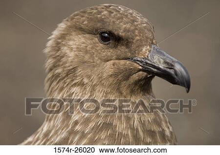 Stock Image - Close-up of a South Polar Skua (Stercorarius maccormicki). Fotosearch
