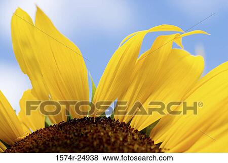 Close-up of a sunflower (Helianthus annuus) View Large Photo Image Stock Photo - Close-up of a sunflower (Helianthus annuus). Fotosearch