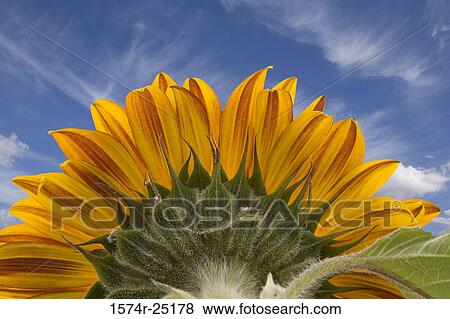 Stock Photo - Close-up of a sunflower (Helianthus annuus). Fotosearch