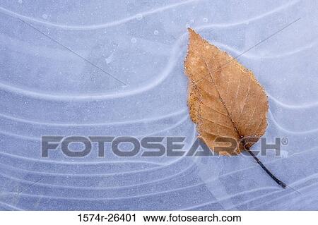 Close-up of an autumn leaf in water View Large Photo Image Stock Image - Close-up of an autumn leaf in water. Fotosearch