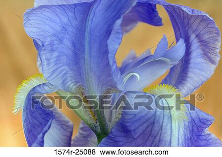 Close-up of an iris View Large Photo Image Stock Photo - Close-up of an iris. Fotosearch