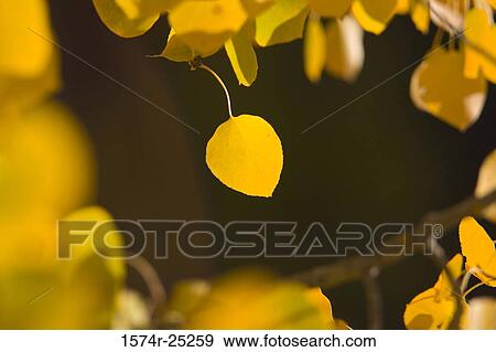 Close-up of autumn leaves on a branch View Large Photo Image Stock Photo - Close-up of autumn leaves on a branch. Fotosearch