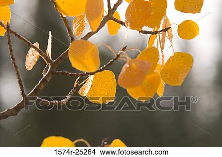 Close-up of autumn leaves View Large Photo Image Picture - Close-up of autumn leaves. Fotosearch