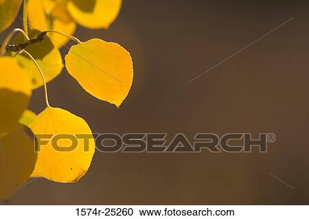 Close-up of autumn leaves View Large Photo Image Stock Image - Close-up of autumn leaves. Fotosearch