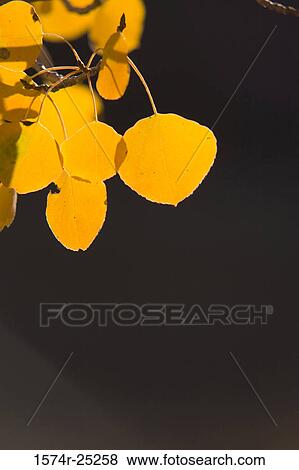 Close-up of autumn leaves View Large Photo Image Stock Photo - Close-up of autumn leaves. Fotosearch