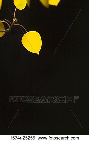 Close-up of autumn leaves View Large Photo Image Stock Photography - Close-up of autumn leaves. Fotosearch