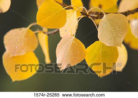 Close-up of autumn leaves View Large Photo Image Stock Photography - Close-up of autumn leaves. Fotosearch