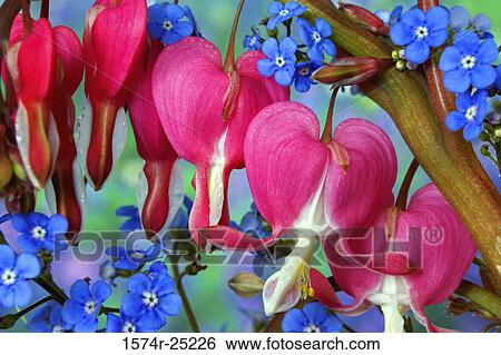 Close-up of Bleeding Hearts and Forget-me-nots View Large Photo Image Stock Photograph - Close-up of Bleeding Hearts and Forget-me-nots. Fotosearch