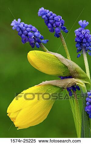 Close-up of daffodils and hyacinths View Large Photo Image Stock Photography - Close-up of daffodils and hyacinths. Fotosearch