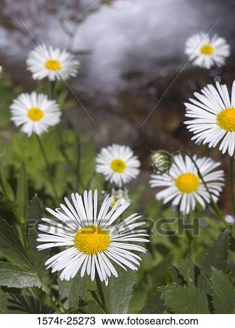 Close-up of daisies View Large Photo Image Stock Image - Close-up of daisies. Fotosearch