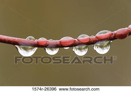 Close-up of dew drops on a branch View Large Photo Image Stock Photograph - Close-up of dew drops on a branch. Fotosearch
