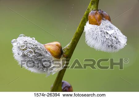Close-up of dew drops on a pussy willow plant (Salix caprea) View Large Photo Image Picture - Close-up of dew drops on a pussy willow plant (Salix caprea). Fotosearch