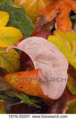 Close-up of dew drops on autumnal leaves View Large Photo Image Stock Photo - Close-up of dew drops on autumnal leaves. Fotosearch