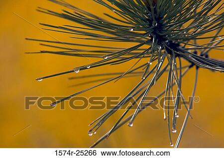 Stock Photograph - Close-up of dew drops on leaves. Fotosearch