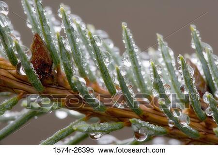 Close-up of dew drops on leaves View Large Photo Image Stock Photography - Close-up of dew drops on leaves. Fotosearch