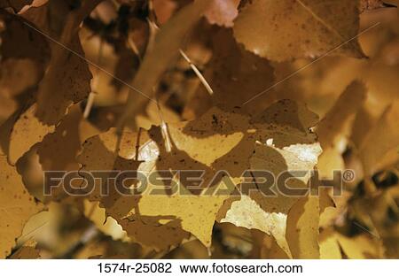 Close-up of dried leaves View Large Photo Image Stock Image - Close-up of dried leaves. Fotosearch