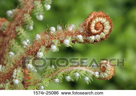 Close-up of Fiddlehead Fern View Large Photo Image Stock Photograph - Close-up of Fiddlehead Fern. Fotosearch