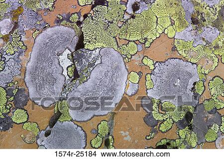 Close-up of fungus on a wall View Large Photo Image Picture - Close-up of fungus on a wall. Fotosearch
