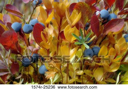 Close-up of gentian and blueberries View Large Photo Image Stock Photograph - Close-up of gentian and blueberries. Fotosearch