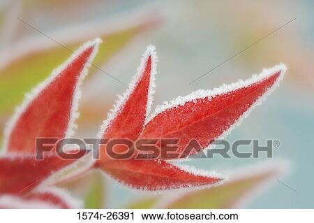 Close-up of leaves covered with frost View Large Photo Image Stock Image - Close-up of leaves covered with frost. Fotosearch