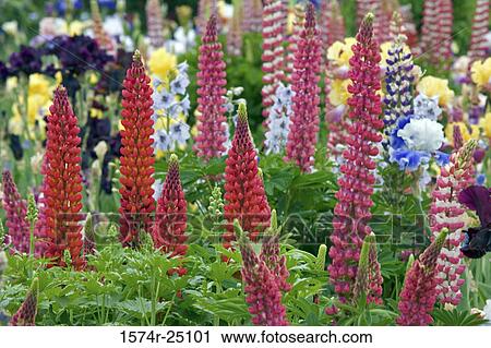 Close-up of lupines View Large Photo Image Stock Image - Close-up of lupines. Fotosearch
