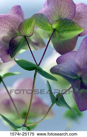 Close-up of Ornamental Oregano flowers View Large Photo Image Stock Photography - Close-up of Ornamental Oregano flowers. Fotosearch