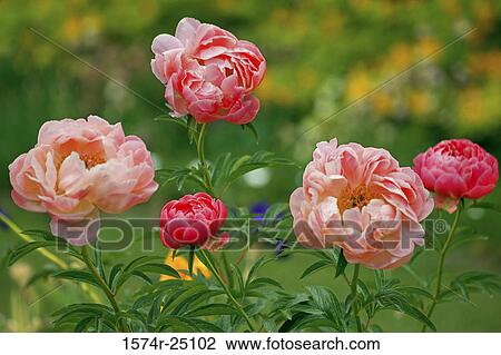 Close-up of peonies View Large Photo Image Stock Image - Close-up of peonies. Fotosearch