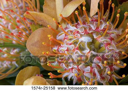 Close-up of protea flowers View Large Photo Image Stock Photo - Close-up of protea flowers. Fotosearch
