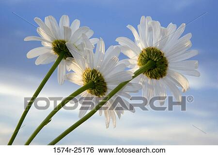 Close-up of Shasta Daisies View Large Photo Image Stock Photograph - Close-up of Shasta Daisies. Fotosearch