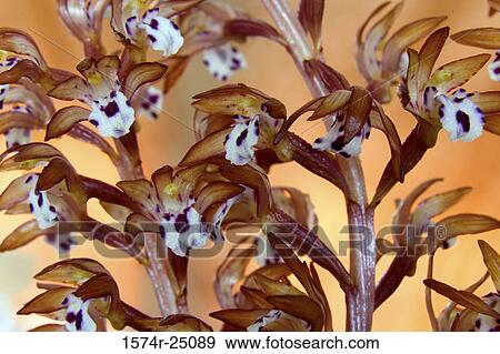 Close-up of Spotted Coral Root (Corallorhiza maculata) View Large Photo Image Stock Photo - Close-up of Spotted Coral Root (Corallorhiza maculata). Fotosearch