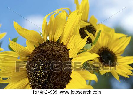 Close-up of sunflowers (Helianthus annuus) View Large Photo Image Stock Photo - Close-up of sunflowers (Helianthus annuus). Fotosearch