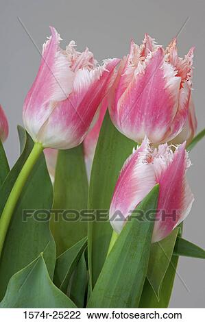 Close-up of tulips View Large Photo Image Stock Image - Close-up of tulips. Fotosearch