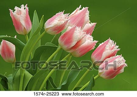Stock Image - Close-up of tulips. Fotosearch