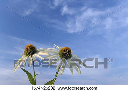 Close-up of two coneflowers View Large Photo Image Stock Image - Close-up of two coneflowers. Fotosearch
