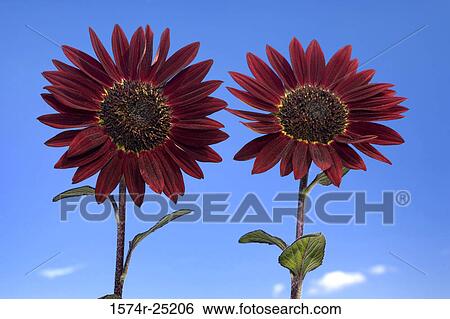Close-up of two red sunflowers View Large Photo Image Stock Photograph - Close-up of two red sunflowers. Fotosearch