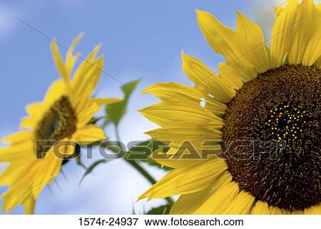Close-up of two sunflowers (Helianthus annuus) View Large Photo Image Stock Photo - Close-up of two sunflowers (Helianthus annuus). Fotosearch