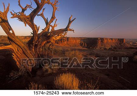 Dead tree on a landscape, Canyonlands National Park, Utah, USA View Large Photo Image Stock Image - Dead tree on a landscape, Canyonlands National Park, Utah, USA. Fotosearch
