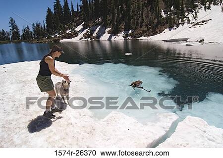 Dog fetching a stick in a lake, Lake Tahoe, Californian Sierra Nevada, California, USA View Large Photo Image Stock Image - Dog fetching a stick in a lake, Lake Tahoe, Californian Sierra Nevada, California, USA. Fotosearch