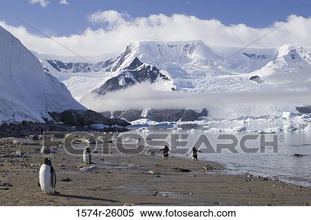 Five Gentoo Penguins standing on the coast (Pygoscelis papua) View Large Photo Image Stock Photography - Five Gentoo Penguins standing on the coast (Pygoscelis papua). Fotosearch