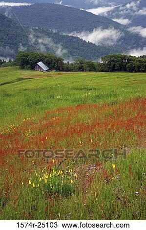 Flowers in a field, Redwood National Park, California, USA View Large Photo Image Stock Image - Flowers in a field, Redwood National Park, California, USA. Fotosearch