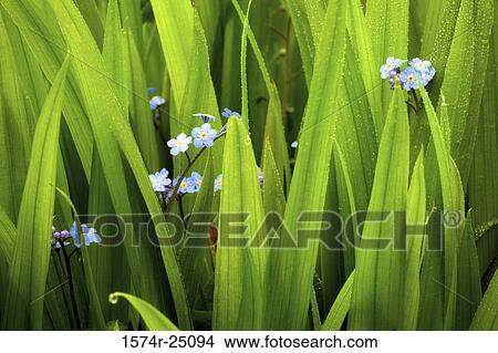Picture - Forget-me-nots in a field. Fotosearch