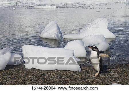 Gentoo Penguin spreading its wings (Pygoscelis papua) View Large Photo Image Picture - Gentoo Penguin spreading its wings (Pygoscelis papua). Fotosearch