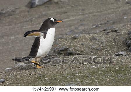 Gentoo Penguin spreading its wings (Pygoscelis papua) View Large Photo Image Stock Photo - Gentoo Penguin spreading its wings (Pygoscelis papua). Fotosearch
