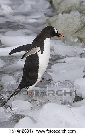 Gentoo Penguin spreading its wings (Pygoscelis papua) View Large Photo Image Stock Photo - Gentoo Penguin spreading its wings (Pygoscelis papua). Fotosearch