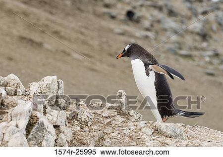 Gentoo Penguin spreading its wings (Pygoscelis papua) View Large Photo Image Stock Photography - Gentoo Penguin spreading its wings (Pygoscelis papua). Fotosearch