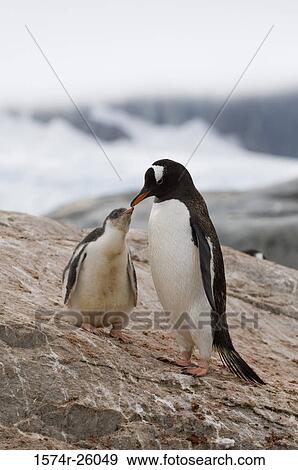 Stock Photo - Gentoo Penguin standing with its chick on a rock (Pygoscelis papua). Fotosearch