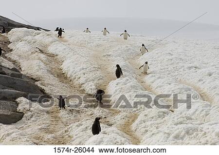 Group of Gentoo Penguins on a snowcovered landscape (Pygoscelis papua) View Large Photo Image Picture - Group of Gentoo Penguins on a snowcovered landscape (Pygoscelis papua). Fotosearch
